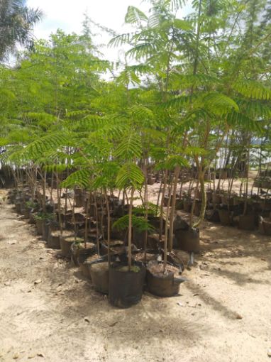 Imagem de ACACIA RUBRA ( 3 metros)