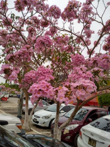 Imagem de planta  (3)