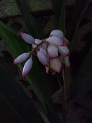Imagem de FLOR DE PATA DE VACA