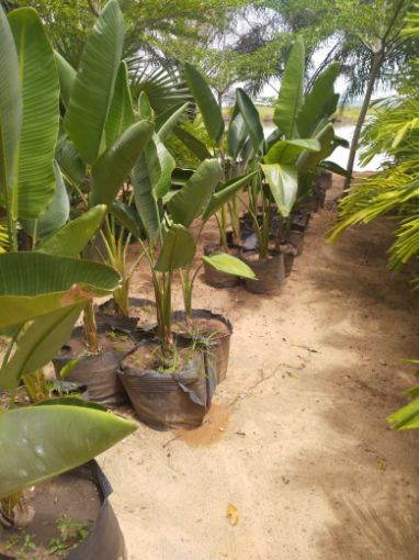 Imagem de BANANEIRA DE LEQUE DE FLOR AZUL
