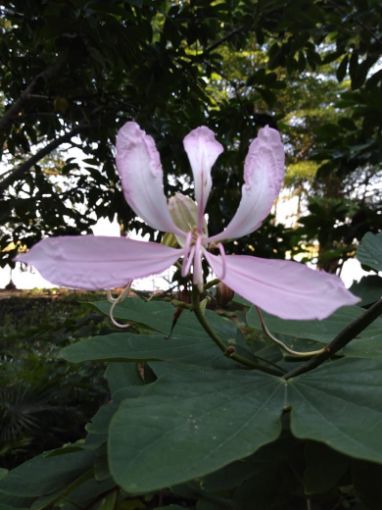 Imagem de FLOR DE PATA DE VACA