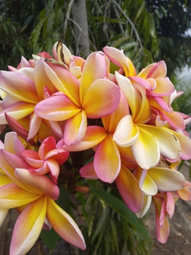 Imagem de planta  (19)