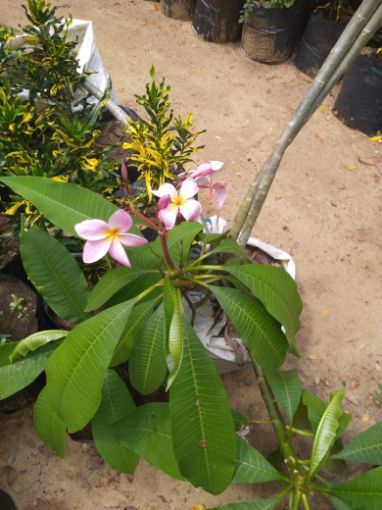 Imagem de planta  (20)
