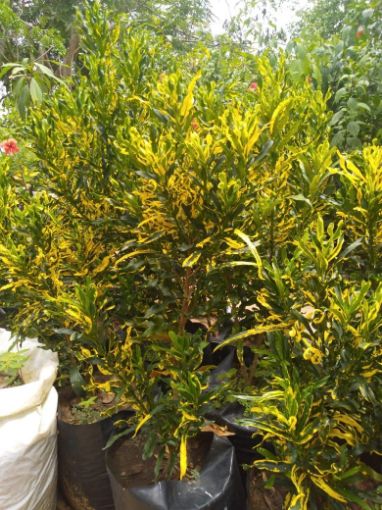 Imagem de CROTON AMARELO