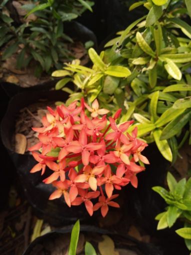 Imagem de IXORA VERMELHA 