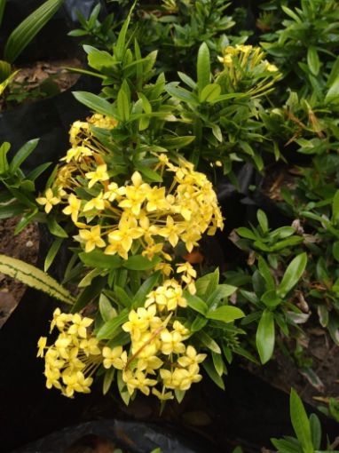 Imagem de IXORA AMARELA