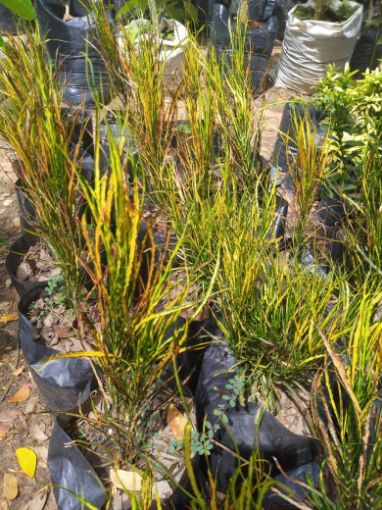 Imagem de CROTON VASSOURA