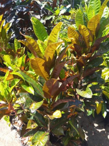 Imagem de CROTONS DIVERSOS