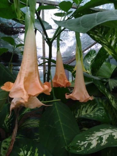 Imagem de BRUGMANSIA 1/1,5 METROS