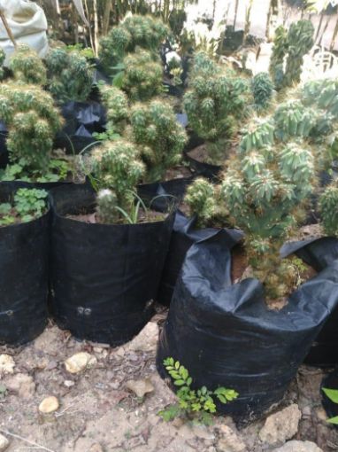Imagem de CACTUS 