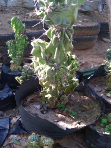 Imagem de CACTUS