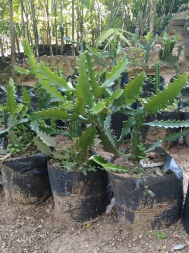 Imagem de CACTUS