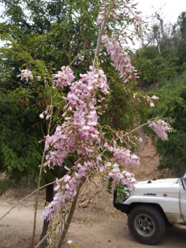 Imagem de ARVORE WISTERIA 2 METROS