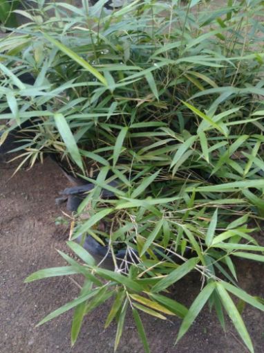 Imagem de BAMBOO QUE NÃO CRESCE + 1 METRO