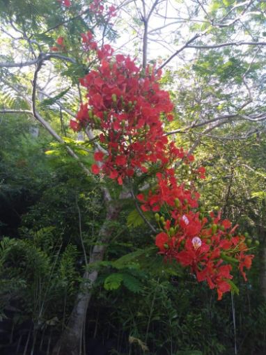 Imagem de ACÁCIAS RUBRAS