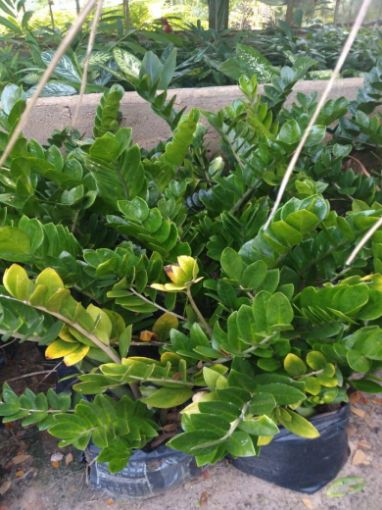 Imagem de ZAMIOCULCAS