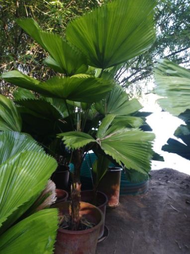 Imagem de PALMEIRA LICUALA GRANDE