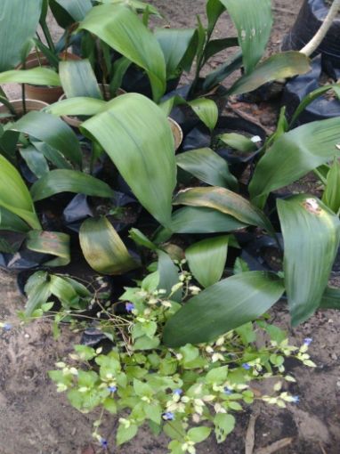 Imagem de CALATEIA VERDE
