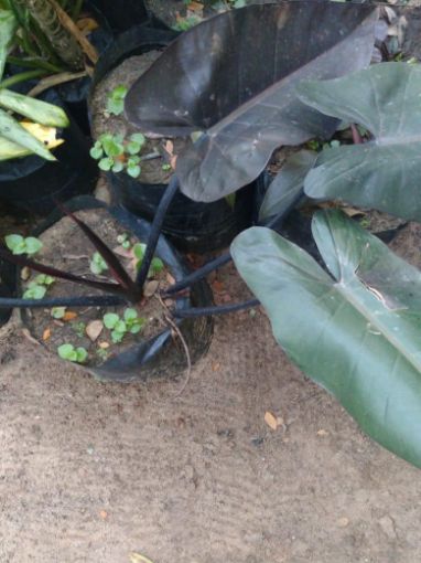 Imagem de PHILODENDRON ROXA