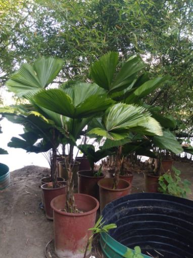 Imagem de PALMEIRA LICUALA GRANDE