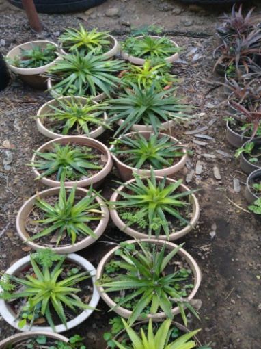 Imagem de CACTUS