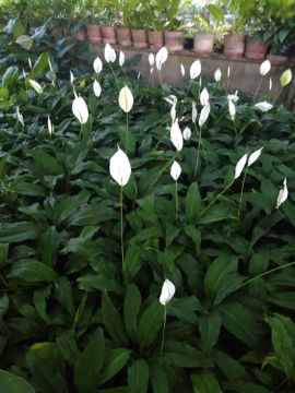 Mostrar detalhes para COPO LEITE Imagem de COPO LEITE