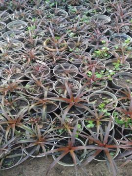 Mostrar detalhes para ANANAS MINI Imagem de ANANAS MINI