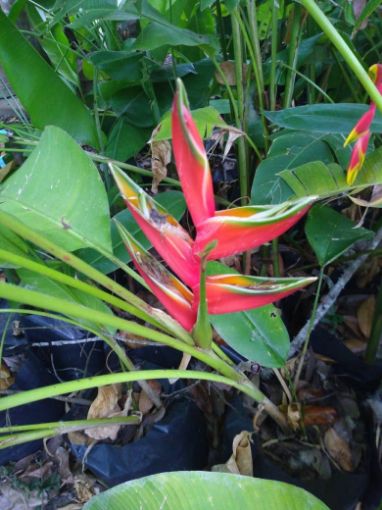 Imagem de planta  (71)