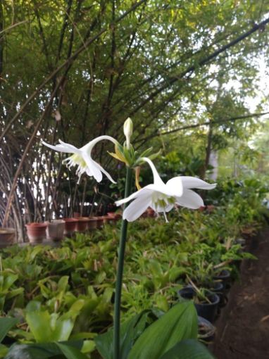 Imagem de planta  (72)
