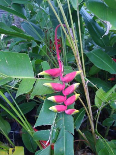 Imagem de planta  (73)
