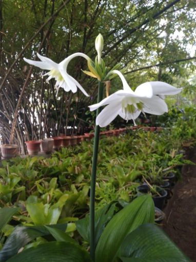 Imagem de planta  (74)