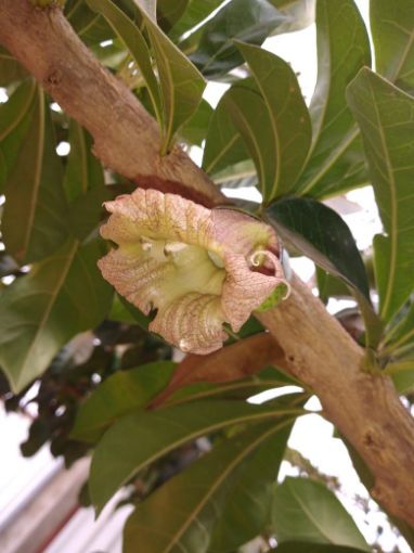 Imagem de planta  (75)