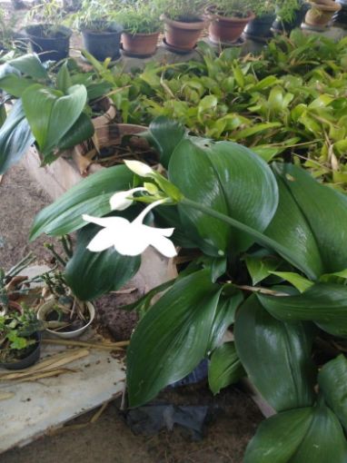 Imagem de planta  (76)