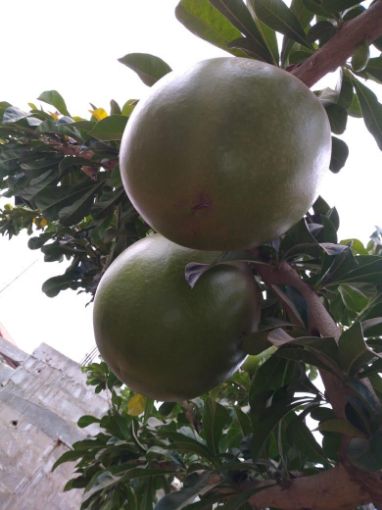 Imagem de planta  (77)