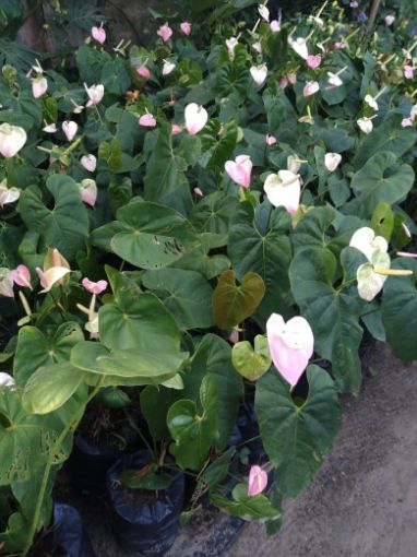Imagem de planta  (78)