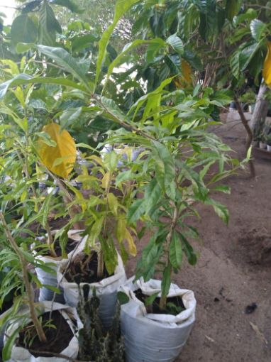 Imagem de planta  (79)