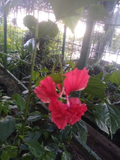 Imagem de planta  (80)