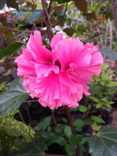 Imagem de planta  (81)