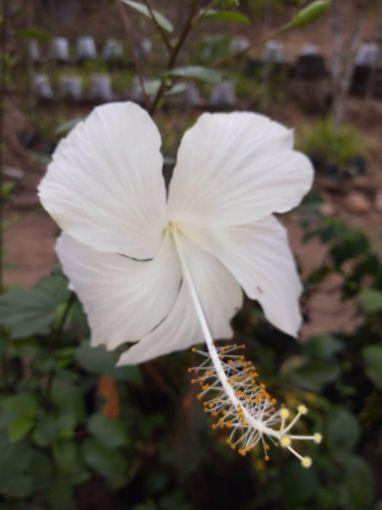 Imagem de planta  (82)