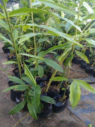 Imagem de planta  (83)