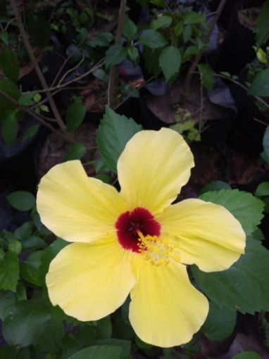 Imagem de planta  (84)