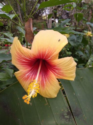 Imagem de planta  (85)