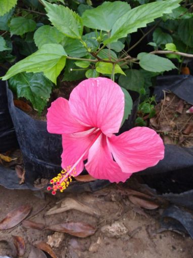 Imagem de planta  (86)