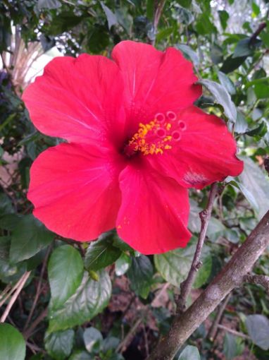 Imagem de planta  (87)
