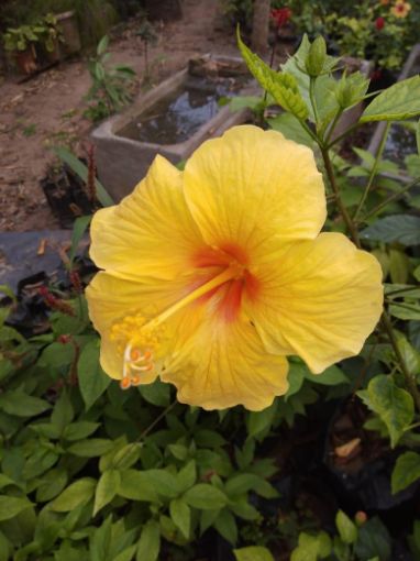Imagem de planta  (88)