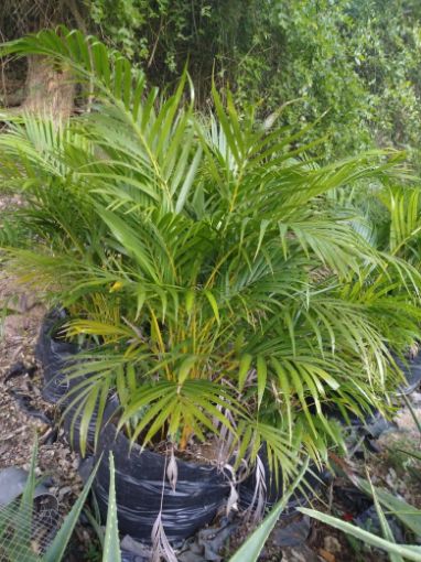 Imagem de planta  (89)