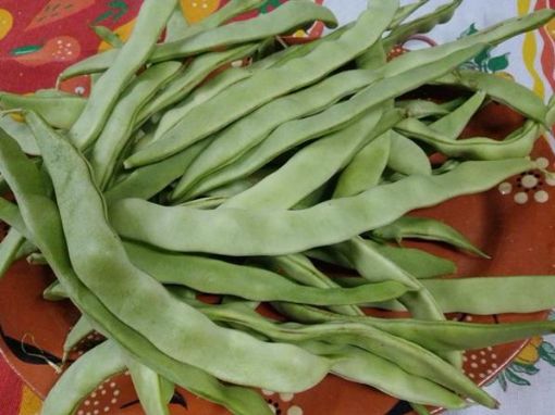 Imagem de Feijão Verde